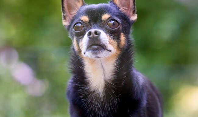 Adorable chihuahua de color negro y fuego, con expresión alerta, de pie en un jardín.