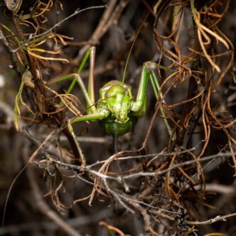 Fotografía detallada de un grillo verde entre ramas secas en Valencia, España.