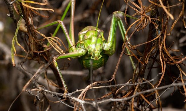 Fotografía detallada de un grillo verde entre ramas secas en Valencia, España.