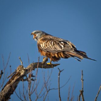 Fotos de stock gratuitas de aéreo, águila, águila española
