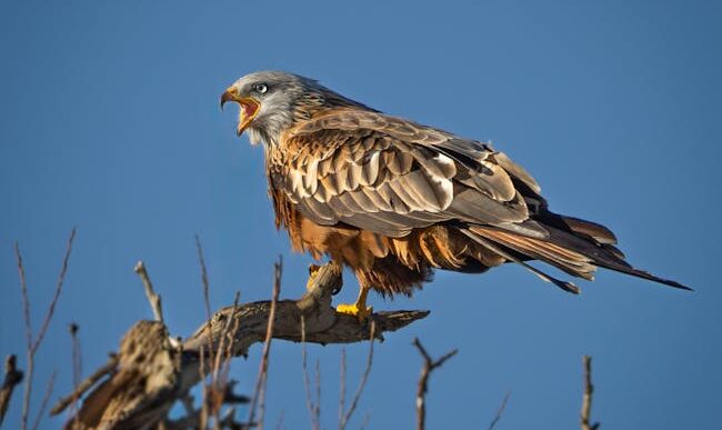 Fotos de stock gratuitas de aéreo, águila, águila española