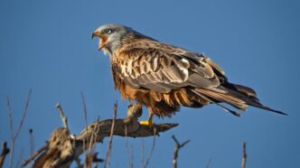 Fotos de stock gratuitas de aéreo, águila, águila española