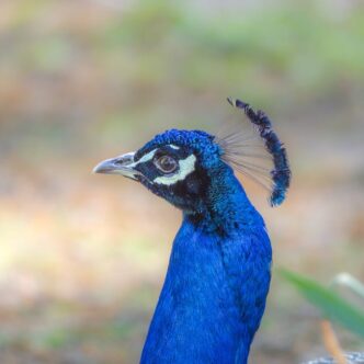 Primer plano detallado de una cabeza de pavo real colorida, que muestra un plumaje azul vibrante y una corona decorativa.